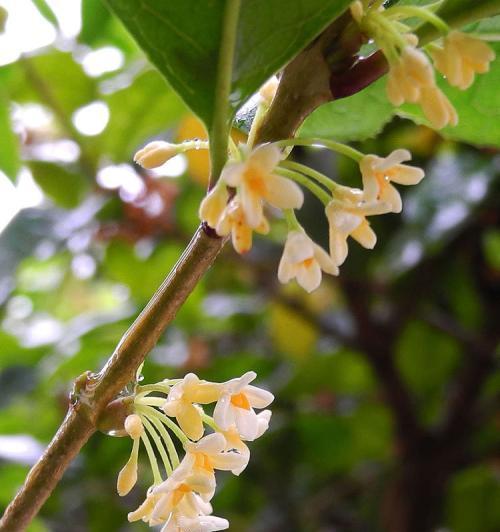 桂花花语的美妙寓意（唤醒心灵的桂花花语及其传承）