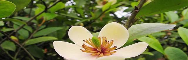 以含笑花语的美好寓意（花开笑颜）