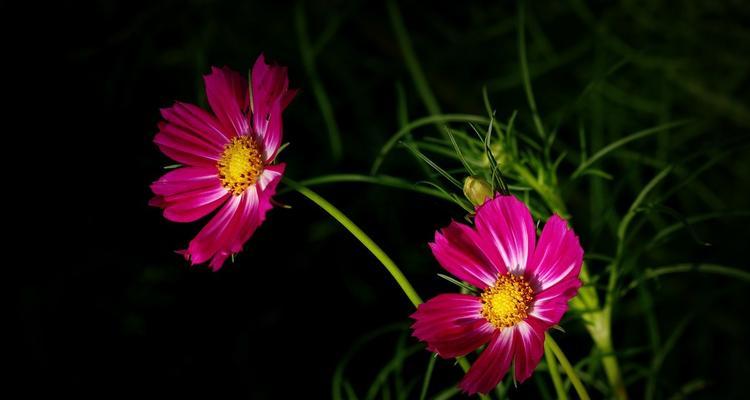 黑色波斯菊花（追寻梦境般的绚烂）