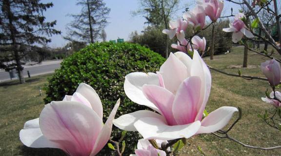 红玉兰花（以红玉兰花的寓意和象征为主题的文章）