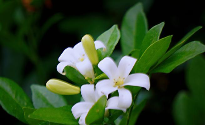 九里香开花的时间和方法（掌握九里香开花的窍门）