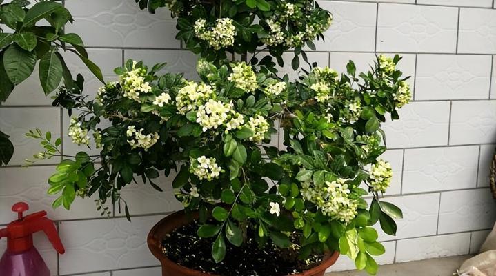 九里香的花期与开花季节（探秘九里香的美丽花海）