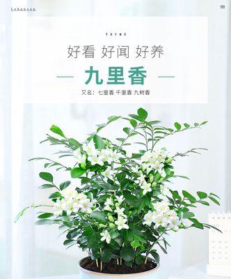 如何选择适合九里香生长的盆栽？