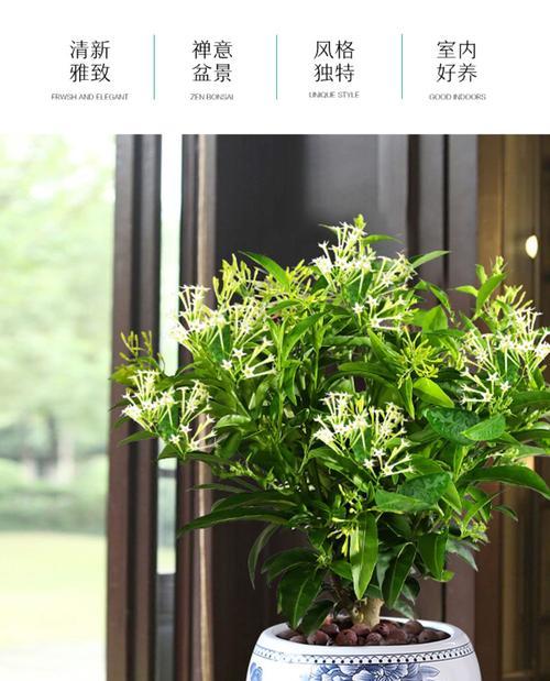 九里香的毒性及是否适合室内养护（注意）