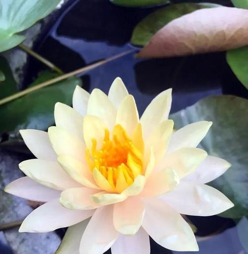 缤纷花海（绽放芬芳）