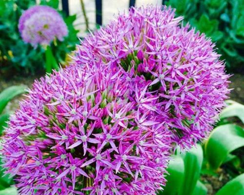 以葱开花的寓意与预兆（传统寓意与现代观念的碰撞）