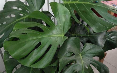 离别之情（探索植物中的别离之意）