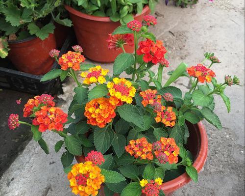 花开姐妹情深（以代表姐妹情深的花为主题的探索与解读）