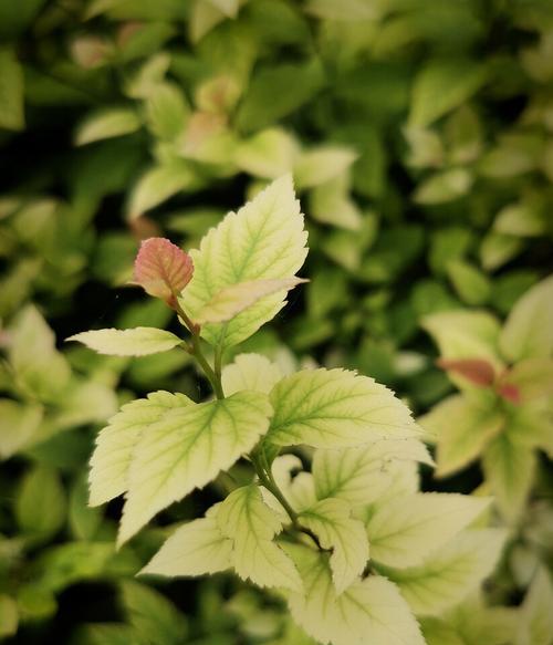 植物中的老师（以代表老师的植物为主题的探索）