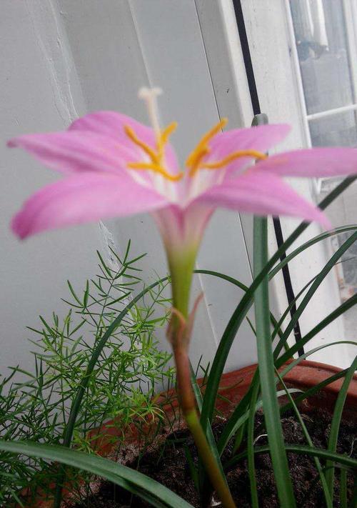 虚伪的花语与表情——深度揭秘以代表虚伪的花杜鹃花（透过花朵的语言看清虚伪的面纱）
