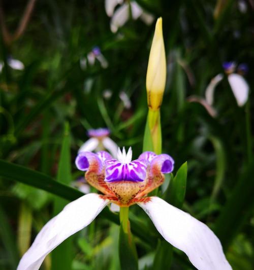 友谊长存的花——向日葵（以阳光般热情的花朵）