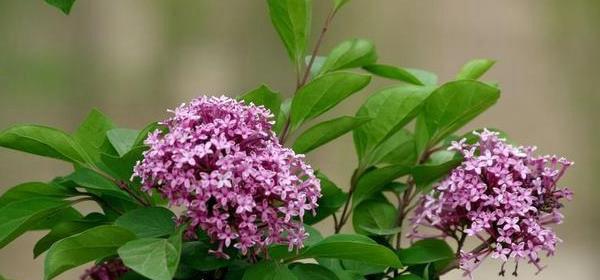 丁香花的花语及代表意义（探寻丁香花的美丽与神秘）