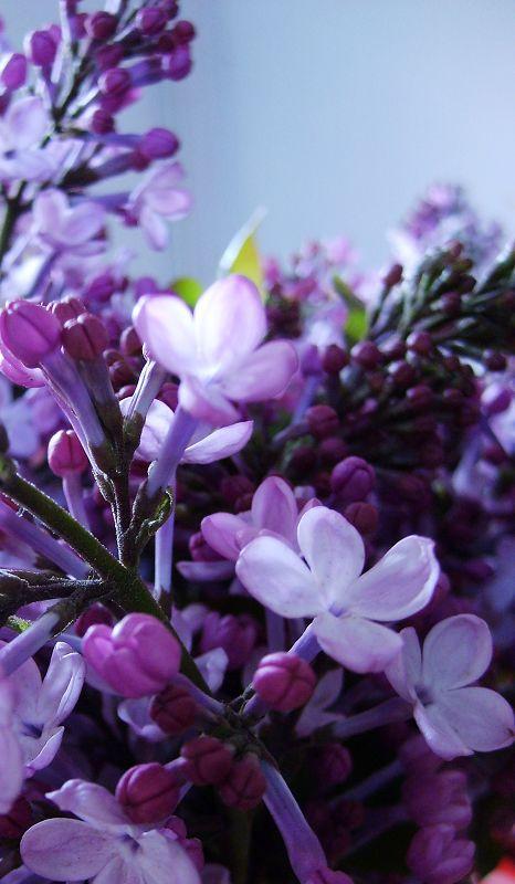 丁香花语的意义与传承（探寻丁香花所代表的情感和象征）