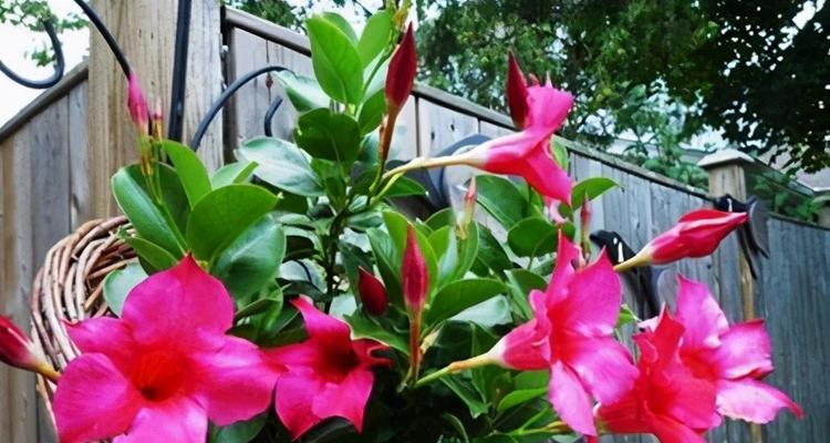飘香藤的花期与开花时间（探究飘香藤的生长特点及开花规律）