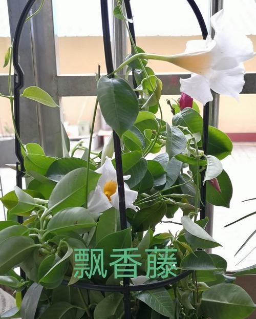 飘香藤修剪开花全攻略（打尖剪枝方法）