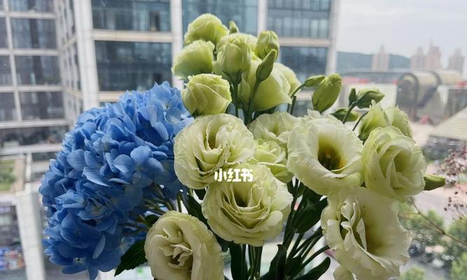 洋桔梗花语之白色的纯洁与高贵（洋桔梗花语的神秘魅力与隐藏的心思）