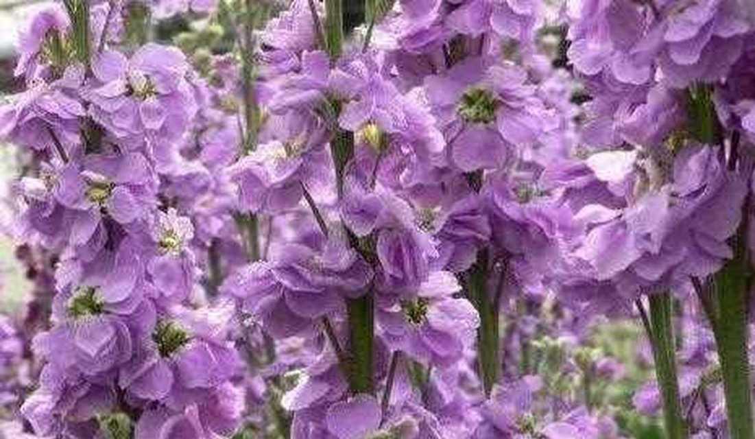 白色紫罗兰的花语——纯洁与祝福（探寻白色紫罗兰所蕴含的深刻寓意）