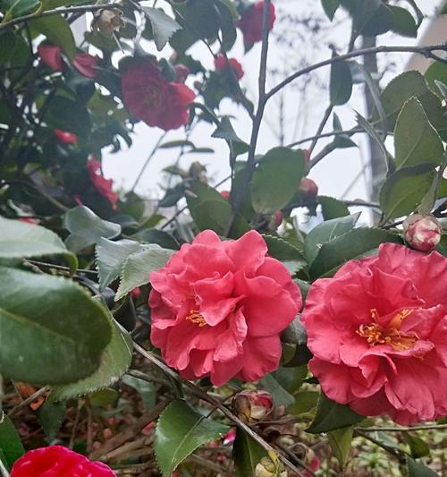 白山茶花语（传递真挚情感的白山茶花语）