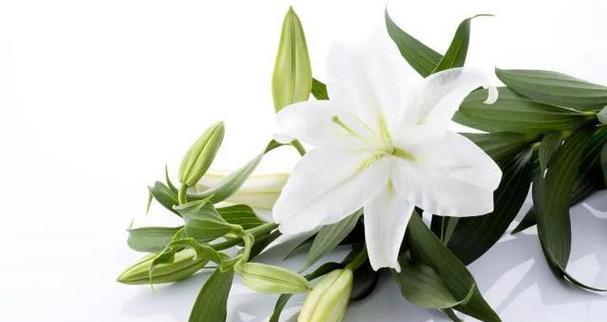 百合花的花语与寓意——纯洁与祝福（探寻百合的花语之美与深层寓意）