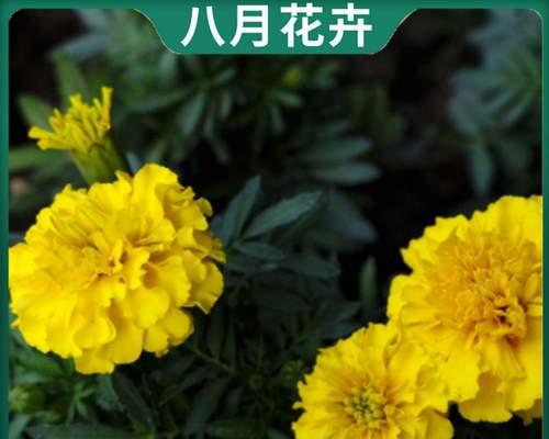 如何合理种植一盆万寿菊（万寿菊栽培技巧和种植密度分享）