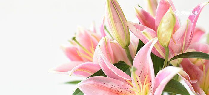 百合花的含义与象征（揭示百合花的神秘之美）