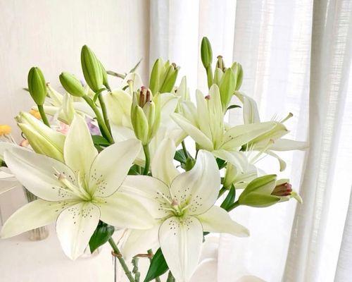 百合花的寓意与象征意义（探索百合花的美丽与情感世界）