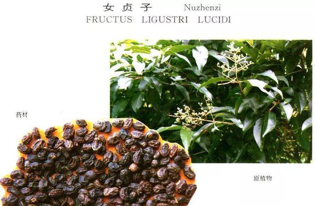维蜡木——一种高质量木材（认识维蜡木的特点与用途）