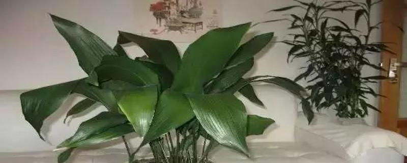卫生间放植物的好处（选择适合卫生间的植物）