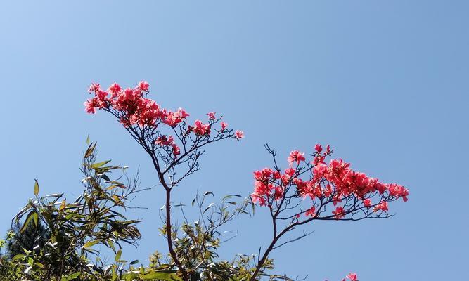 杜鹃花的花语与寓意（探寻杜鹃花的象征意义及美丽内涵）