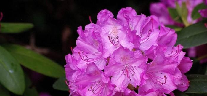 杜鹃花的美与象征意义（探寻杜鹃花的神秘色彩与深层含义）