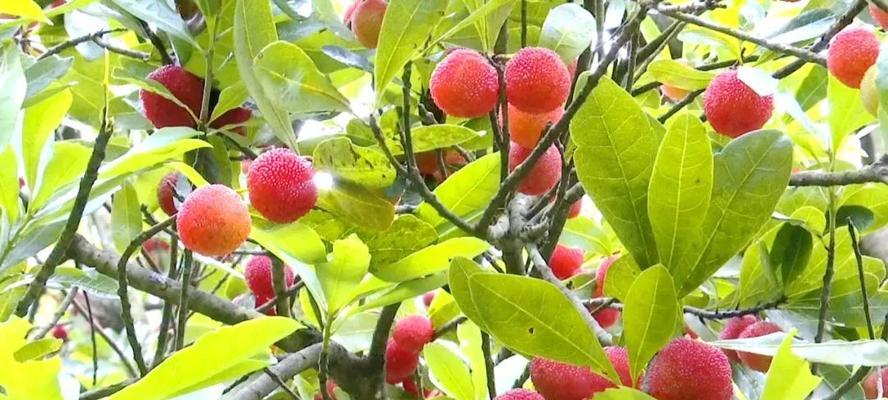 揭秘温州杨梅成熟上市的时间节点（杨梅产业）