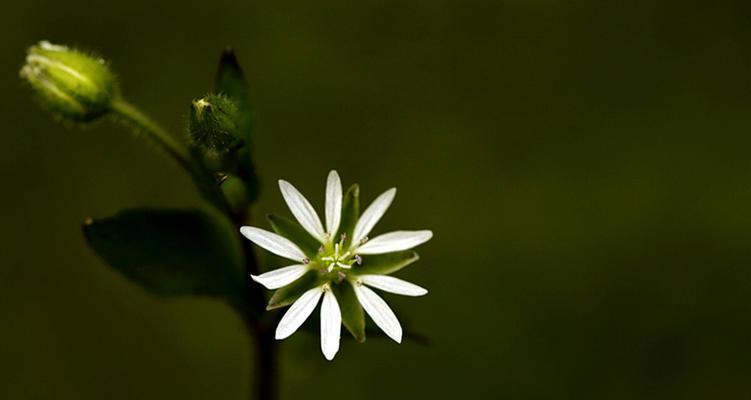 繁缕花花语与代表意义（探索繁缕花的神秘语言与丰富含义）