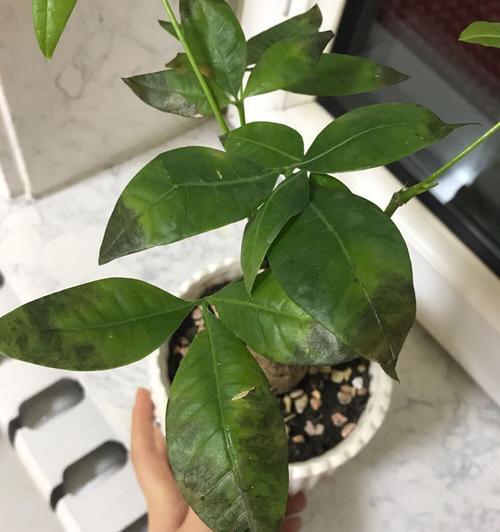 文心兰叶子黑斑现象分析（探究文心兰叶子黑斑成因及防治方法）