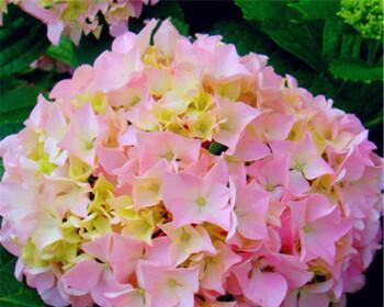 粉红色绣球花（揭秘粉红色绣球花的花语与浪漫之道）