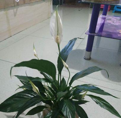 一帆风顺花（揭示一帆风顺花的美好意义与象征力）