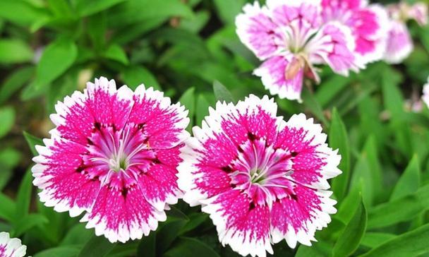 樱花草的花语及其意义（探寻樱花草的花语）