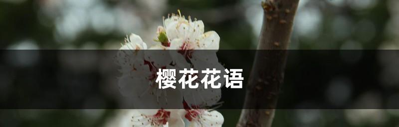 樱花（樱花的花语与传说）