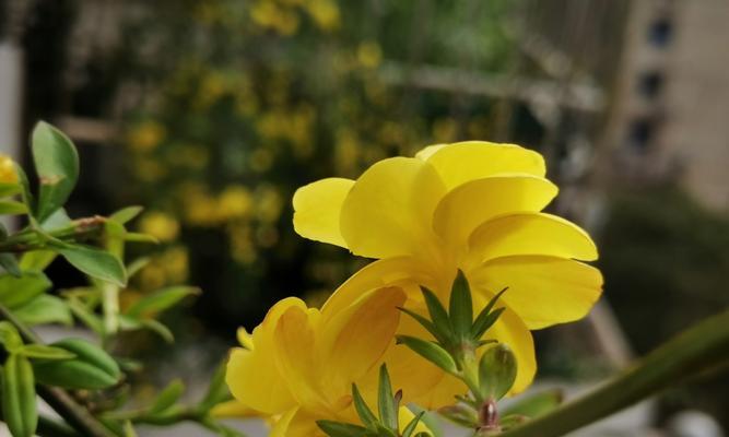 迎春花的花语——春天的使者（迎春花带来的喜悦与希望）