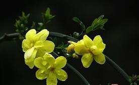 迎春花（迎春花的寓意与象征解读）
