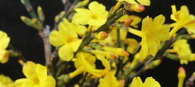 迎春花的花语及寓意（迎春花是什么）