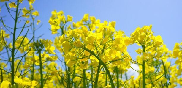 油菜花花语（探寻油菜花的花语和文化内涵）