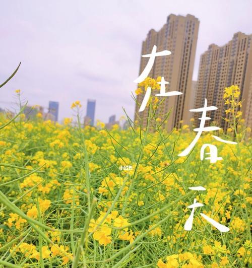 探寻油菜花的文化背景（以油菜花花语为窗口）