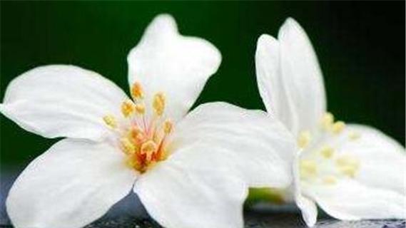 油桐花开·情窦初开（油桐花的花语与初恋的情感之间的契合）