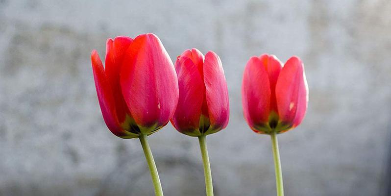 郁金香的花语（探寻郁金香的花语意义及传承）