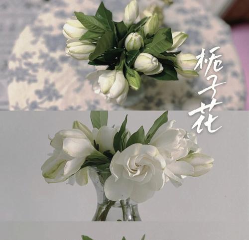 栀子花的花语及神话故事（花开如意）