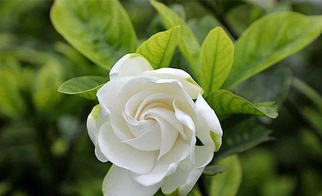 栀子花开，寓意生机勃勃（花开乃光明）