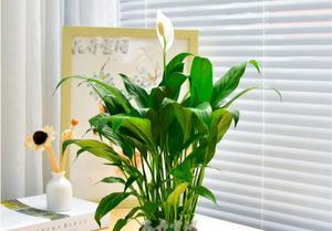 植物白掌的花语及其象征意义（探究白掌花的花语和美丽寓意）