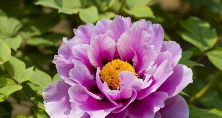 牡丹花（牡丹花的象征意义及文化内涵解析）