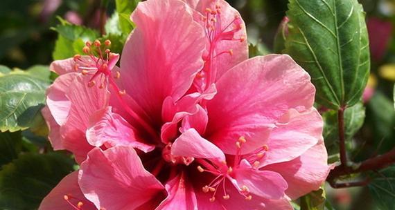 朱槿花花语（透过朱槿花）
