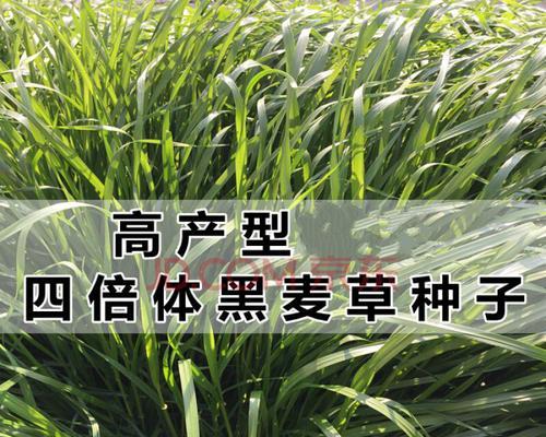 冬牧70黑麦草是多年生作物吗（探究冬牧70黑麦草的生长周期及特点）